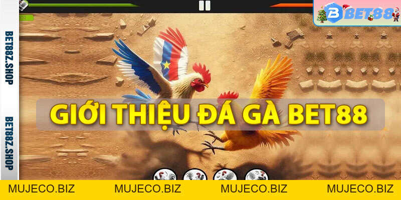 Đá Gà Bet88 - Trang Cá Độ Đá Gà Thomo Campuchia - MUJECO.BIZ